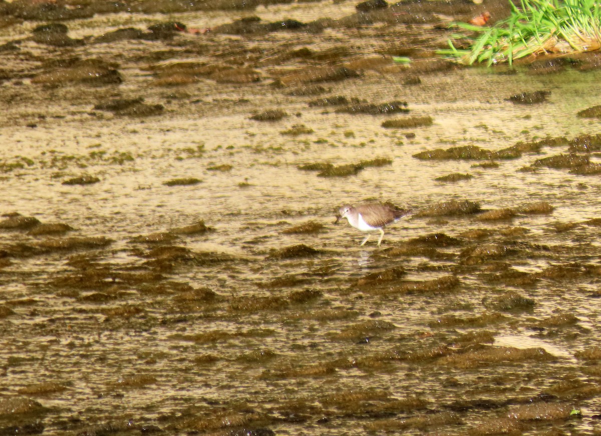 Common Sandpiper - Francisco Javier Calvo lesmes