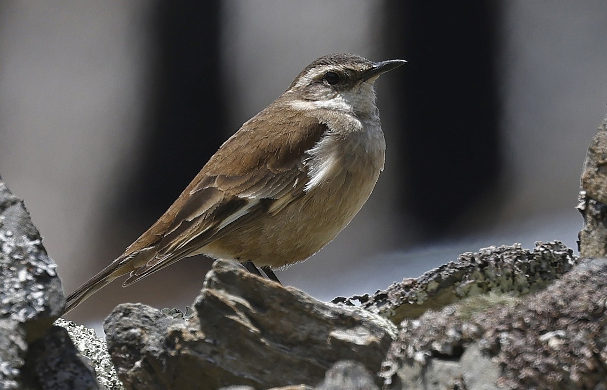 White-winged Cinclodes - ML623568240