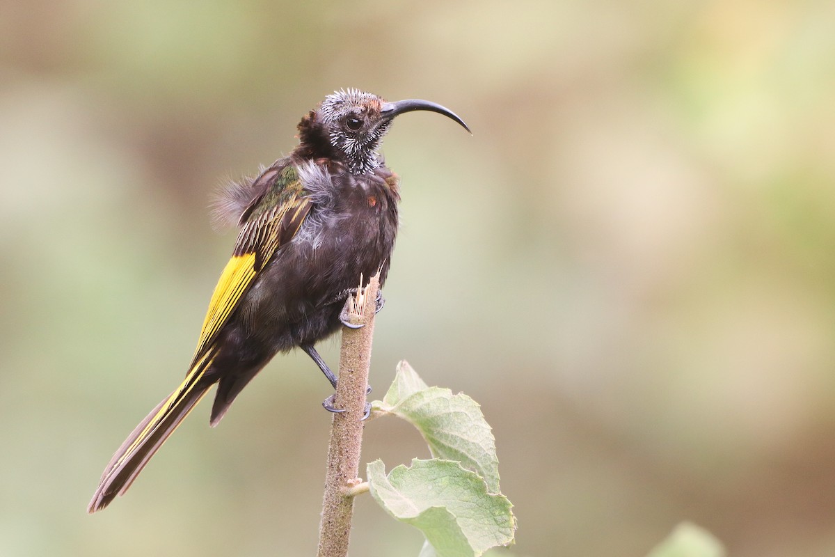 Golden-winged Sunbird - ML623568246