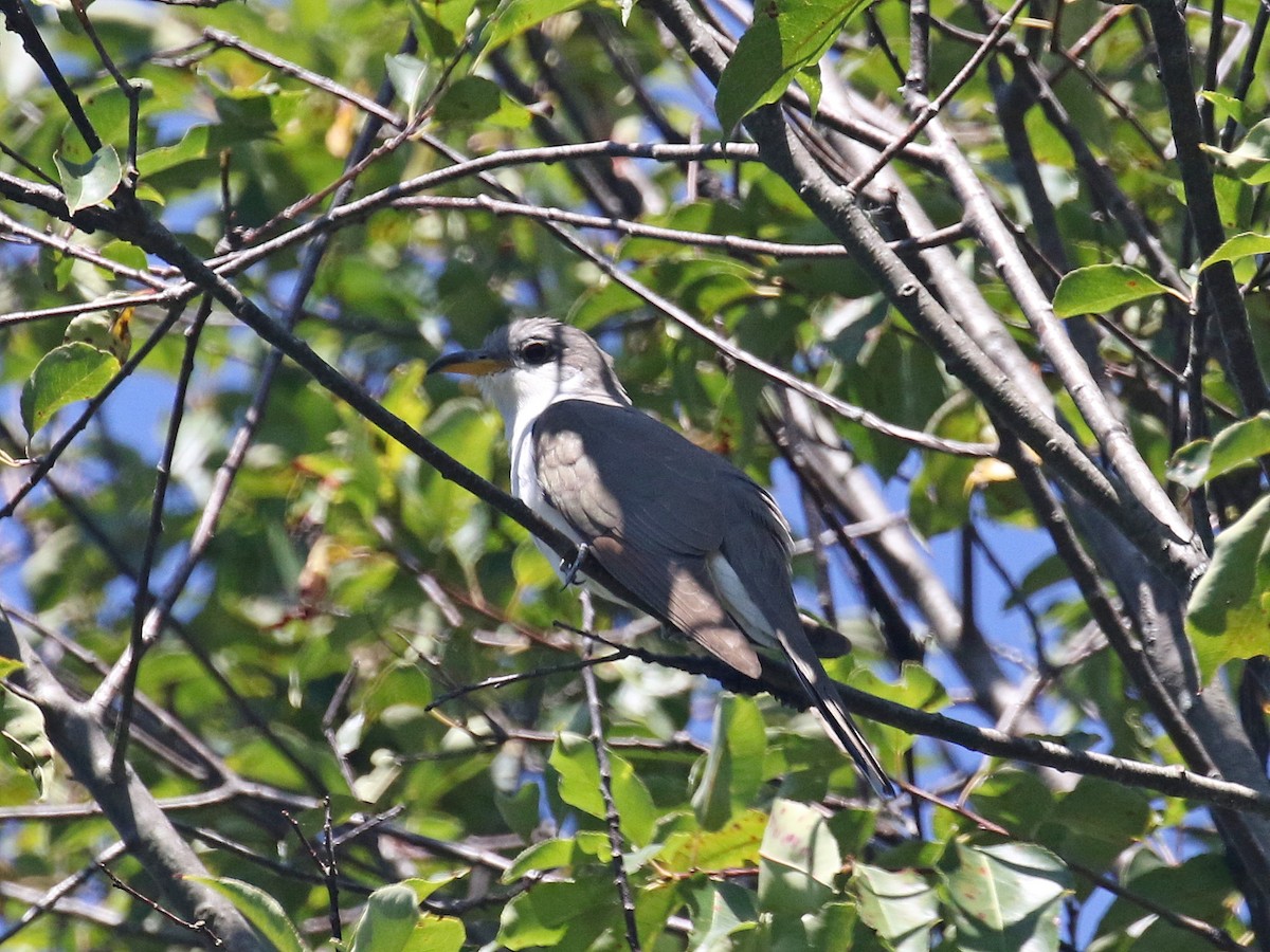 Yellow-billed Cuckoo - ML623568310