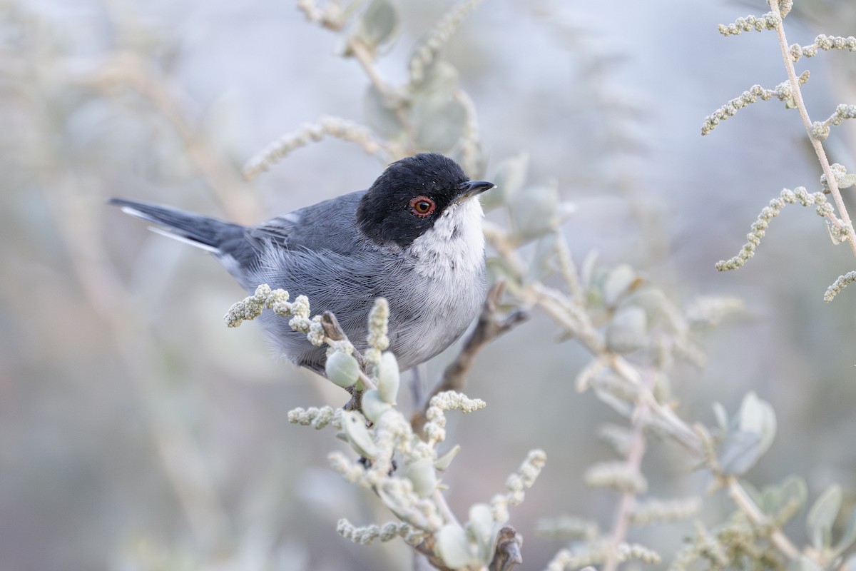 Sardinian Warbler - ML623568326