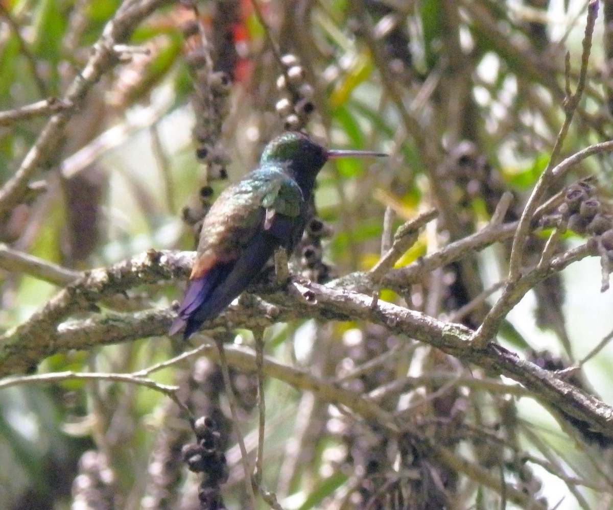 Copper-rumped Hummingbird - ML623568386