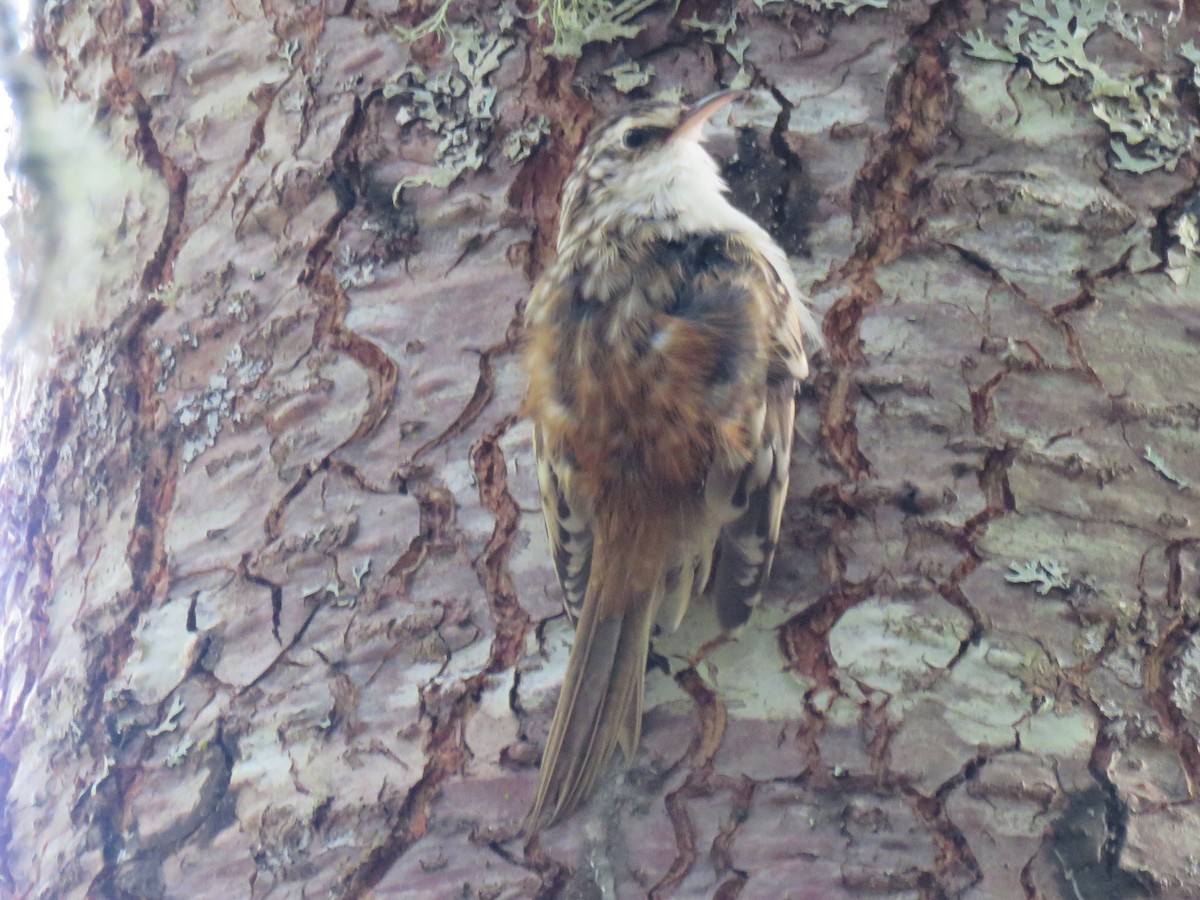 Brown Creeper - ML623568490