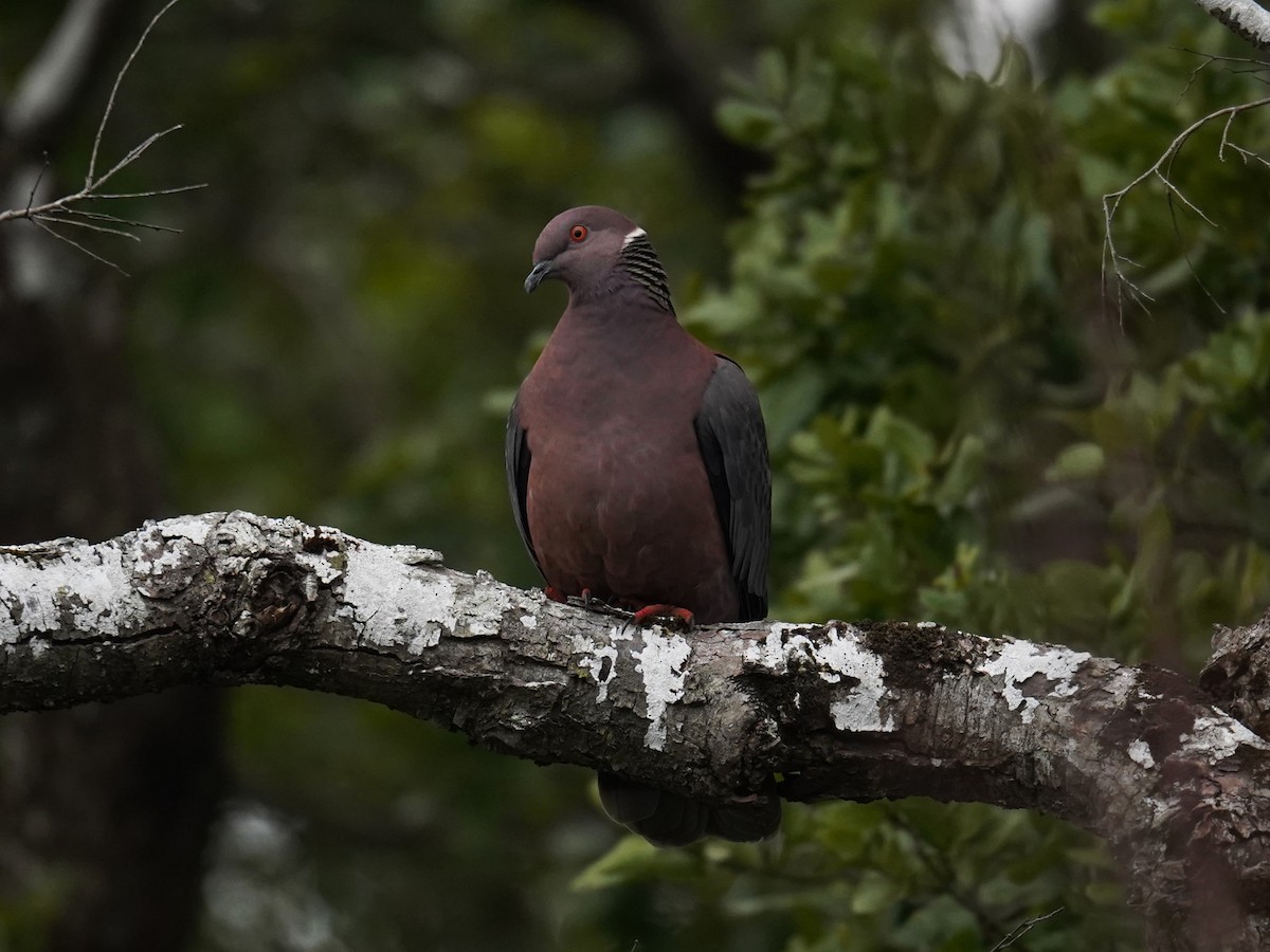 Paloma Araucana - ML623568545