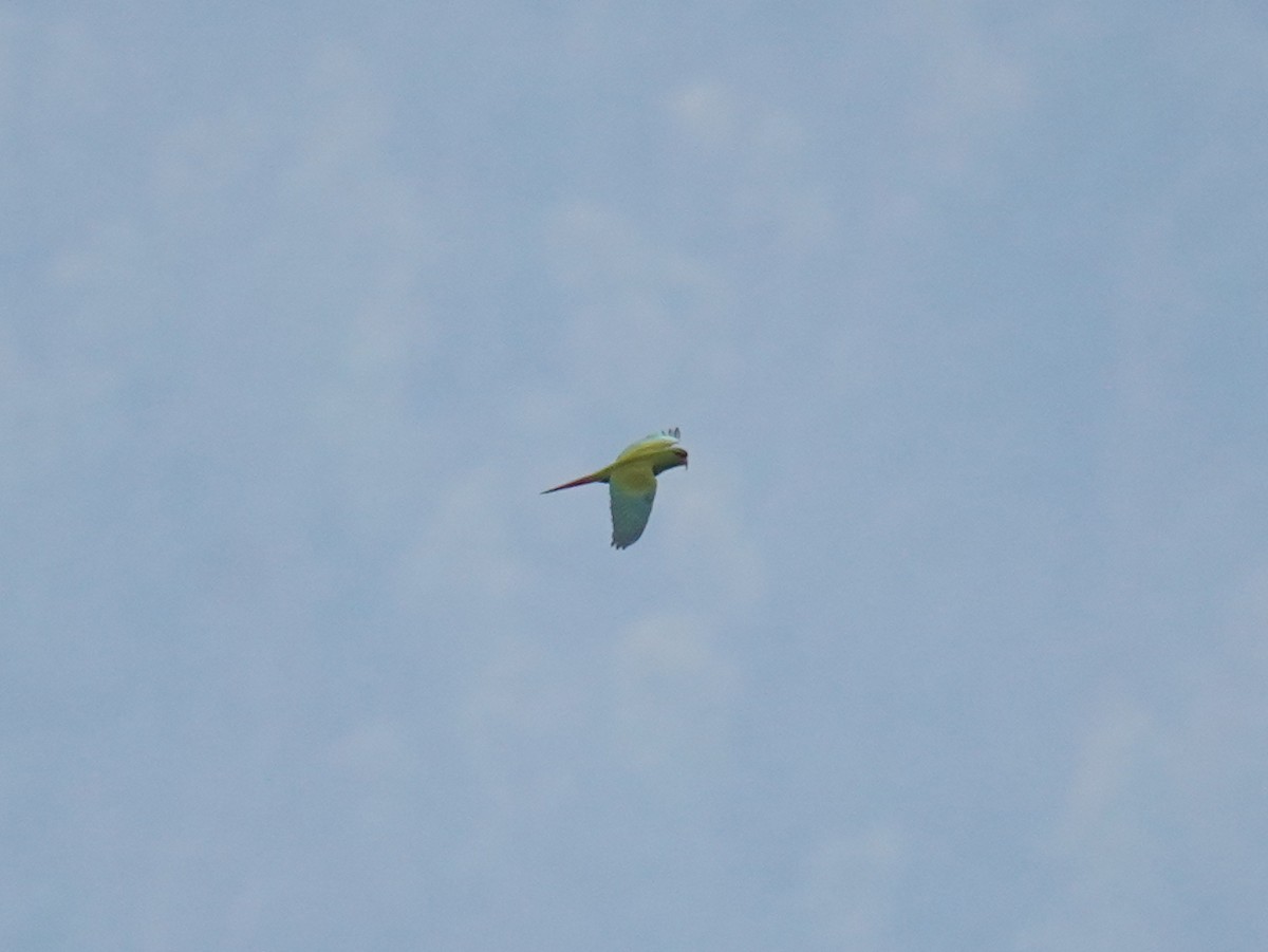 Slender-billed Parakeet - ML623568546