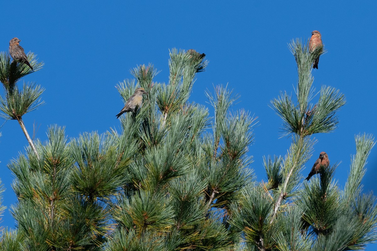 Red Crossbill (Northeastern or type 12) - ML623568605