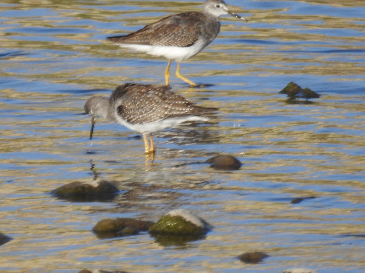 Lesser Yellowlegs - Forrest Luke