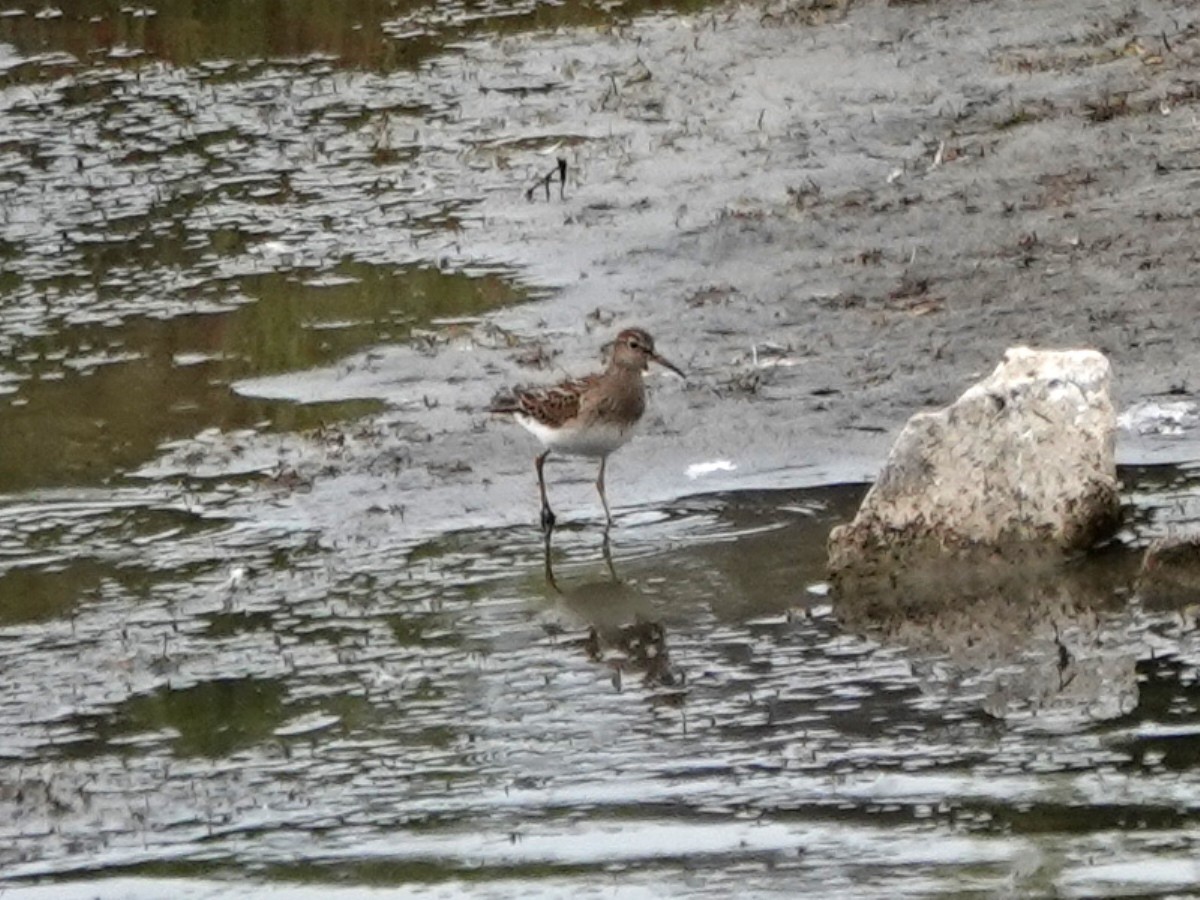 Pectoral Sandpiper - ML623568720