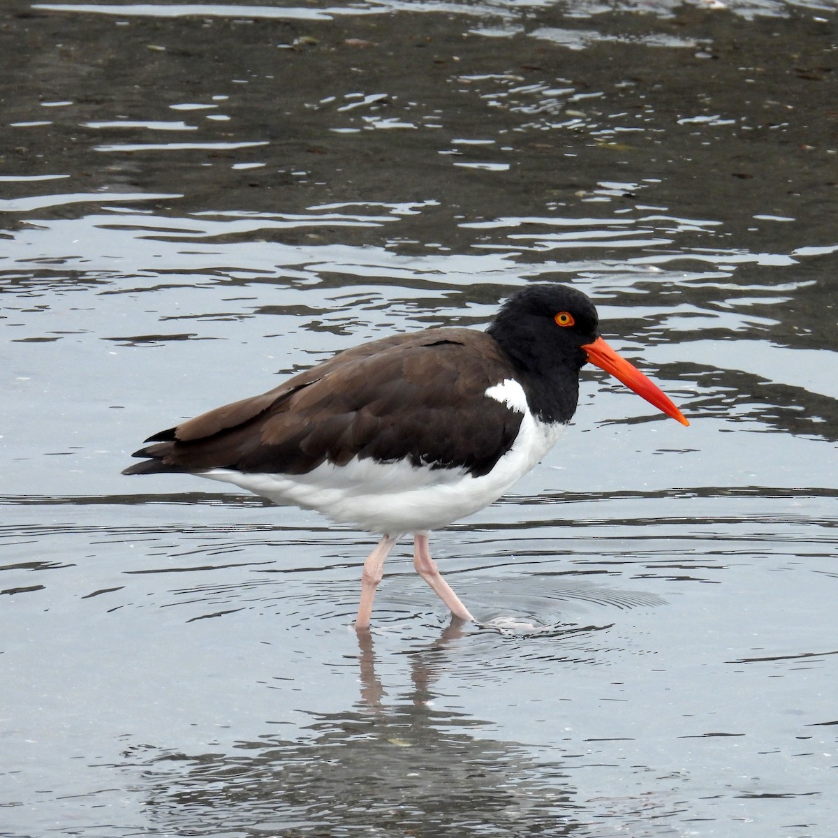 American Oystercatcher - ML623568727