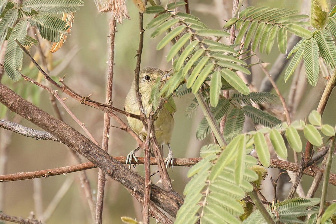 Melodious Warbler - ML623568744