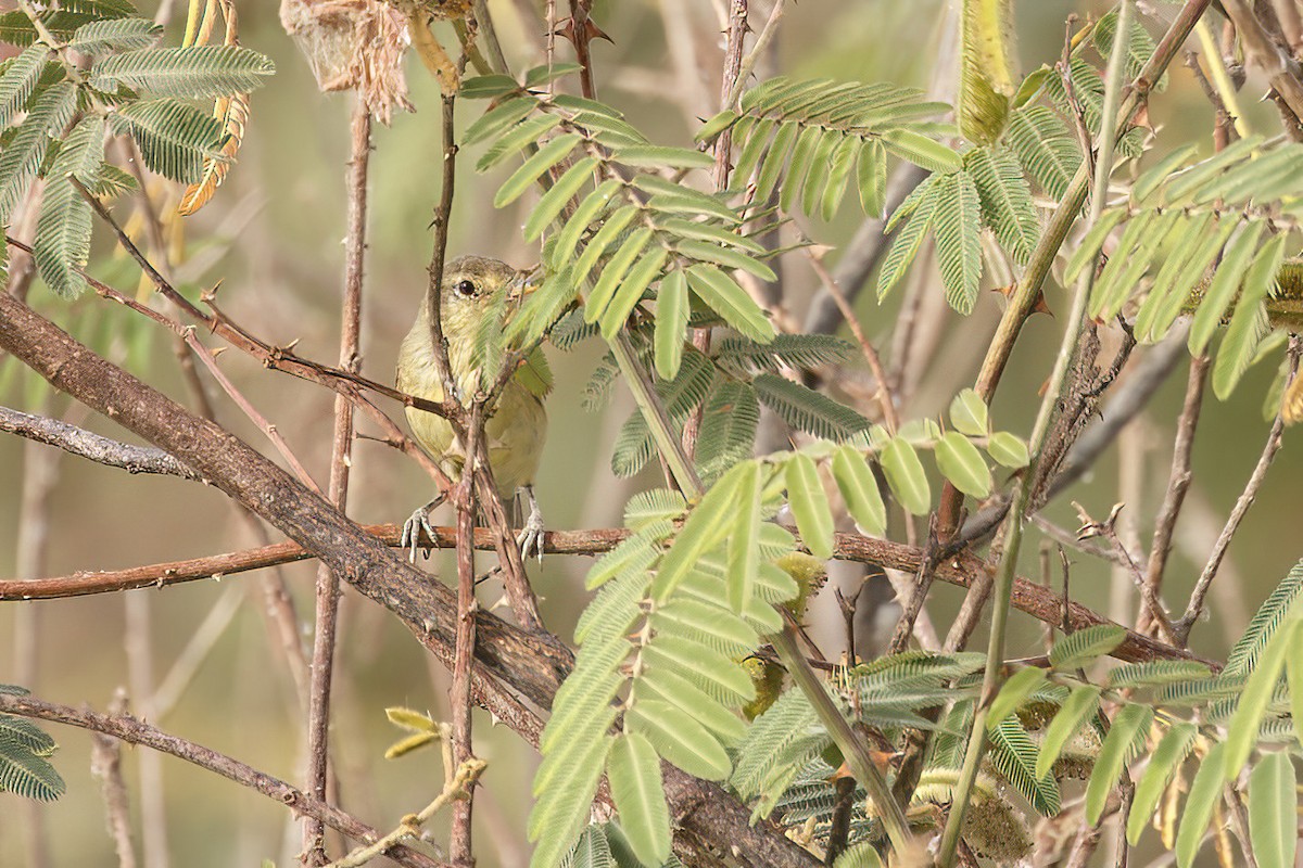 Melodious Warbler - ML623568748