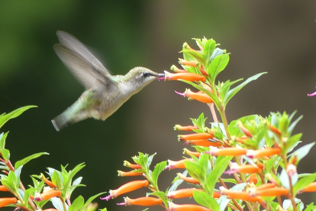 Ruby-throated Hummingbird - ML623568775