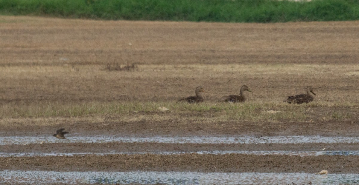 Mexican Duck - ML623568779