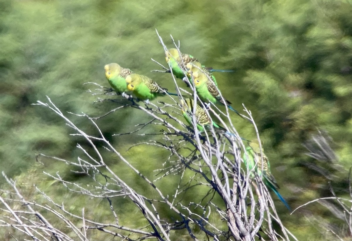 Budgerigar - ML623568796