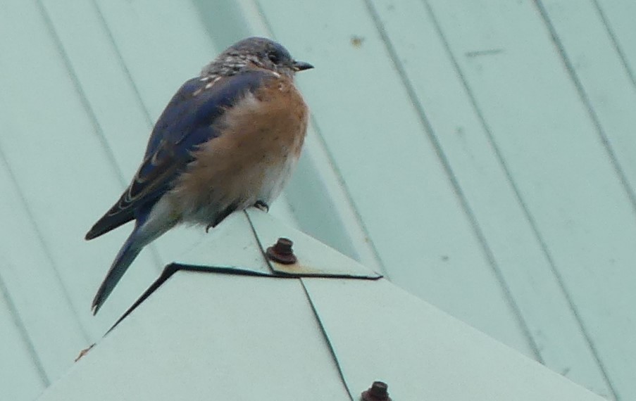 Eastern Bluebird - ML623568804