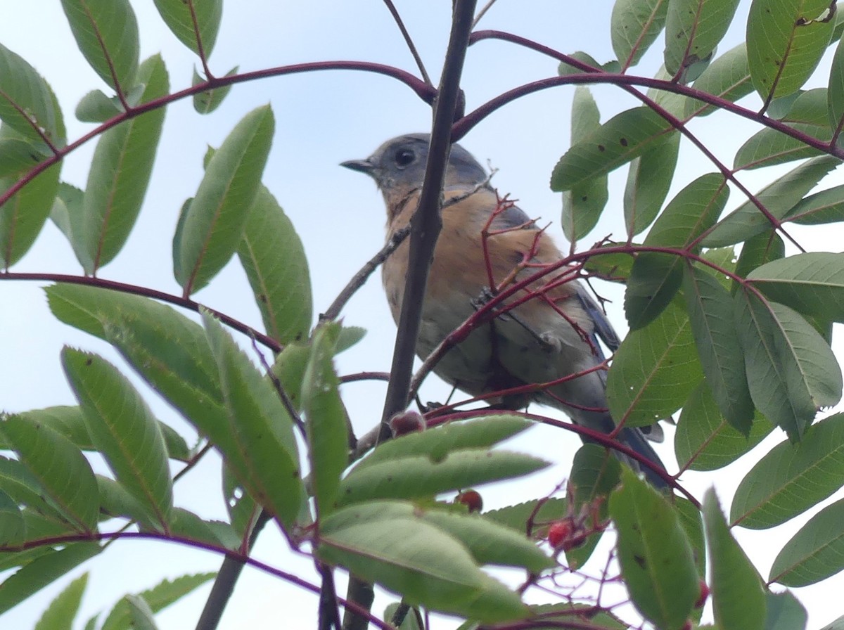 Eastern Bluebird - ML623568810