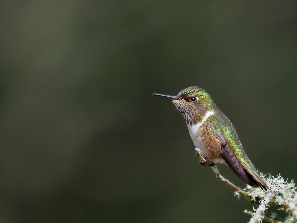 Scintillant Hummingbird - ML623568848