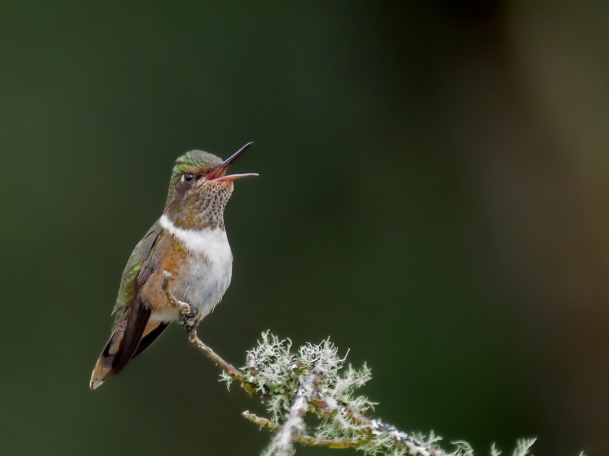 Scintillant Hummingbird - ML623568849