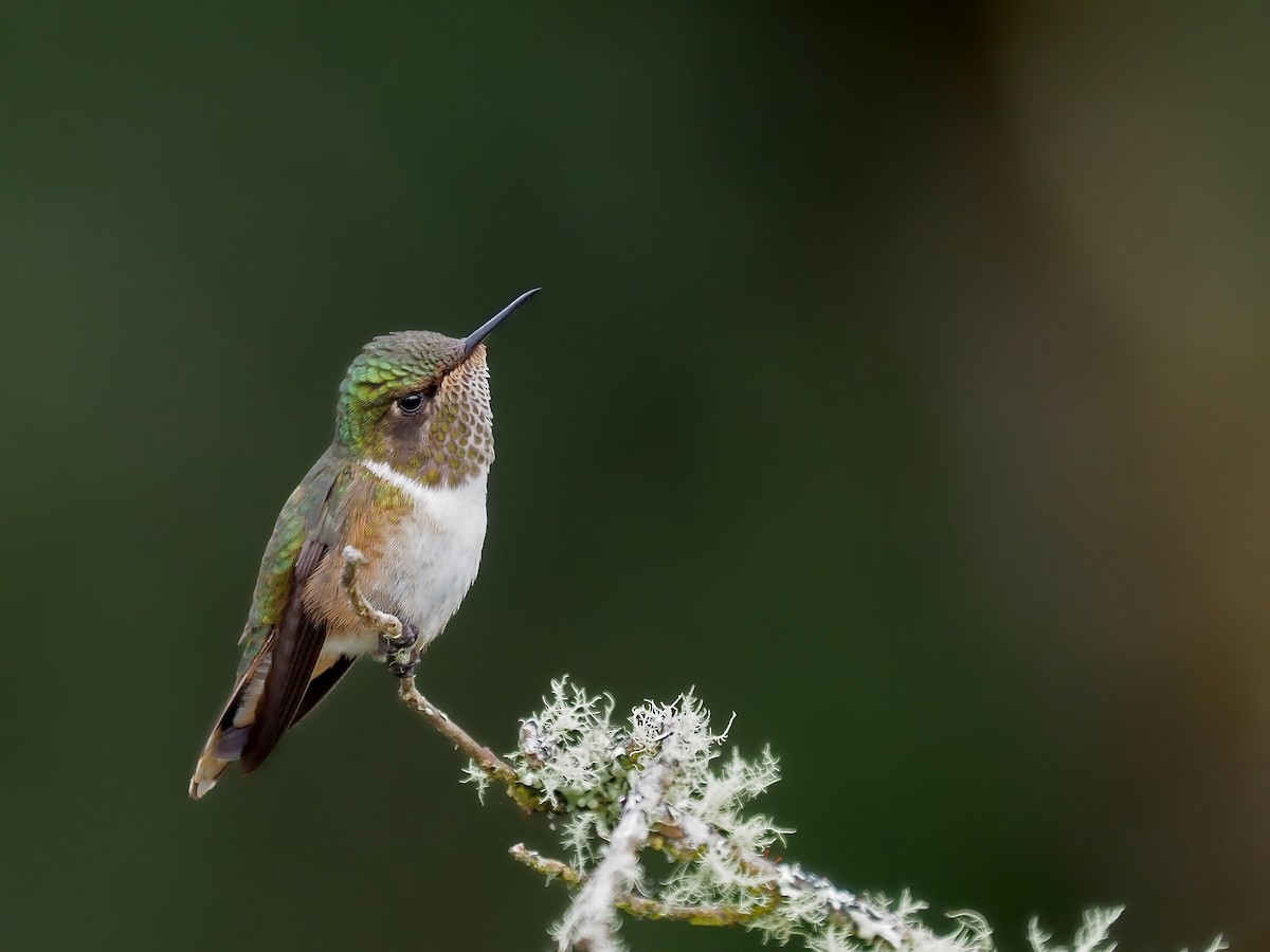 Scintillant Hummingbird - ML623568850