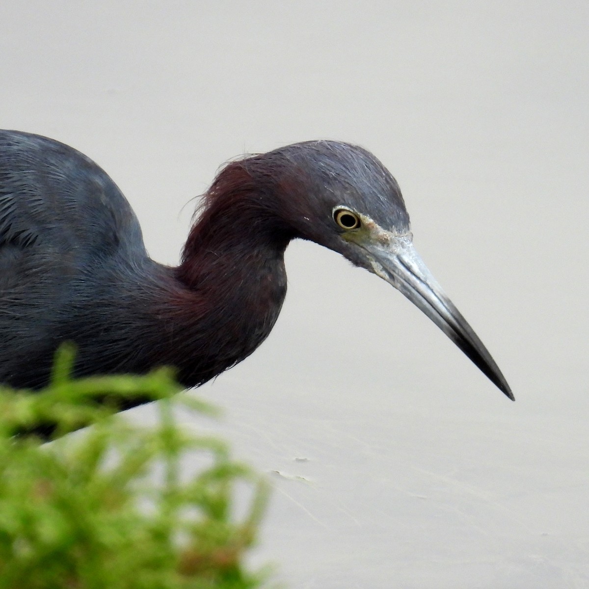 Little Blue Heron - ML623568884