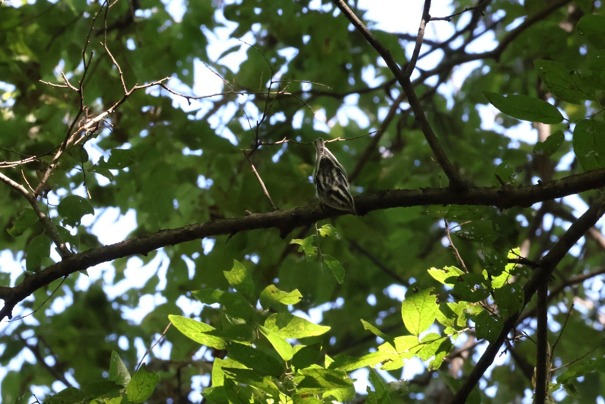 Black-and-white Warbler - ML623568898