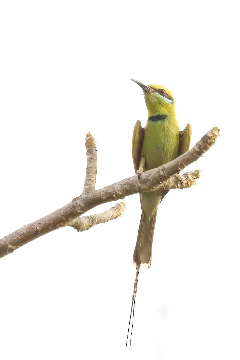 African Green Bee-eater - ML623568900