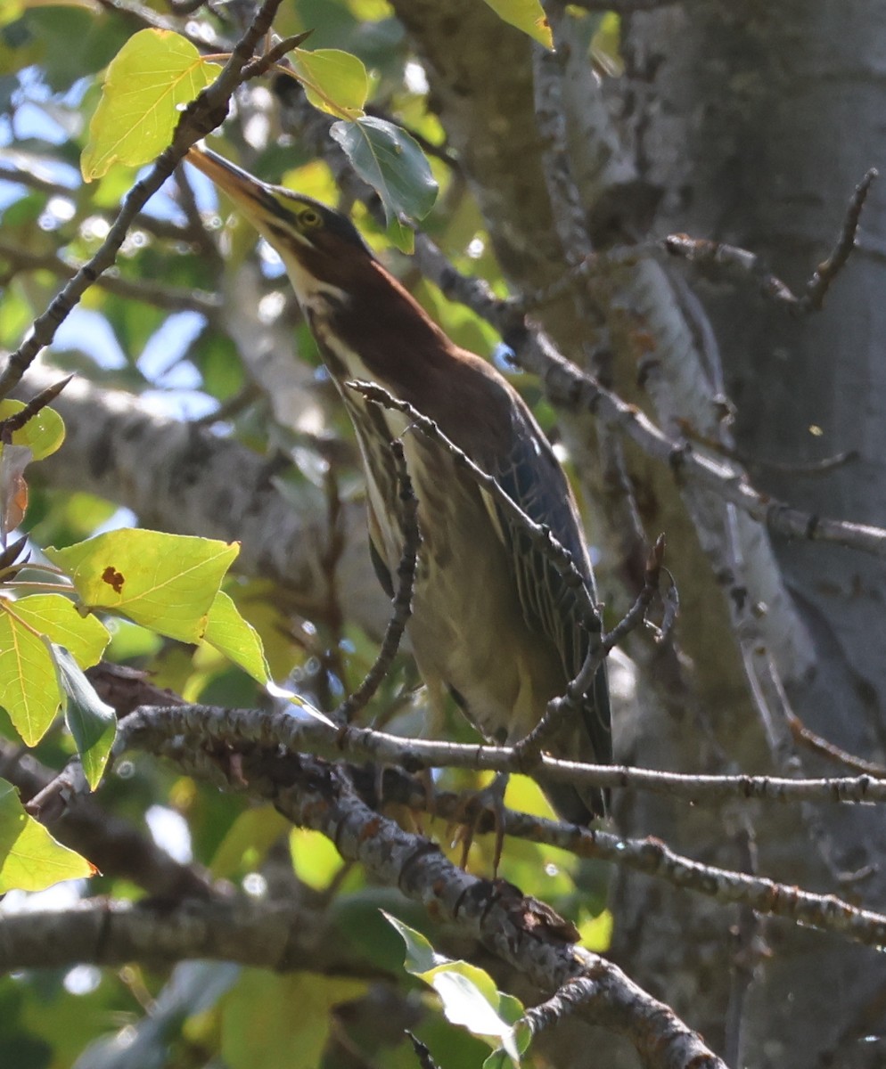 Green Heron - ML623568903