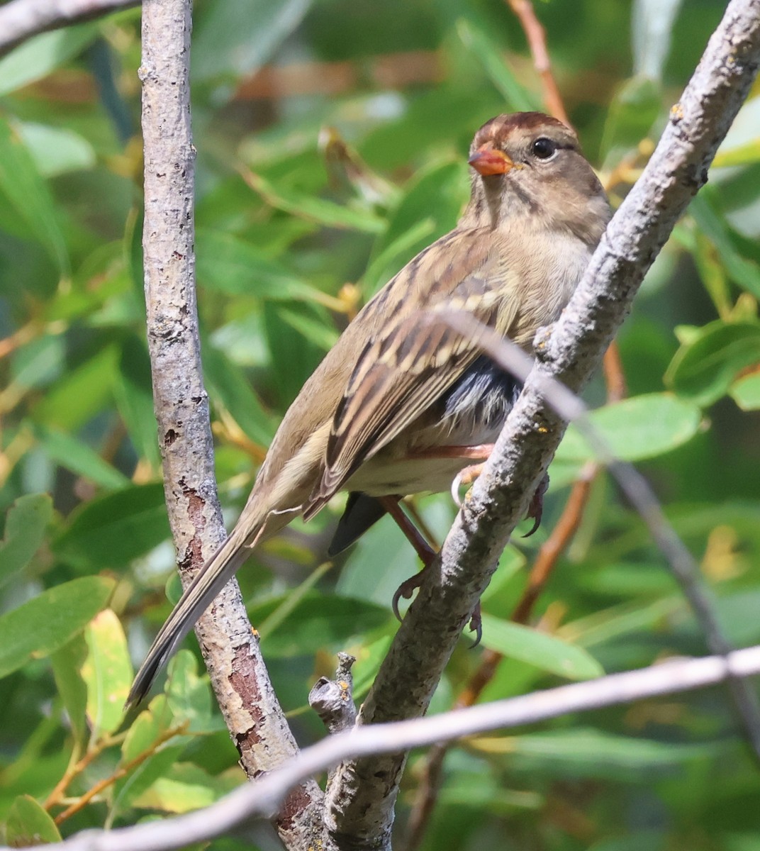 White-crowned Sparrow (Gambel's) - ML623568909