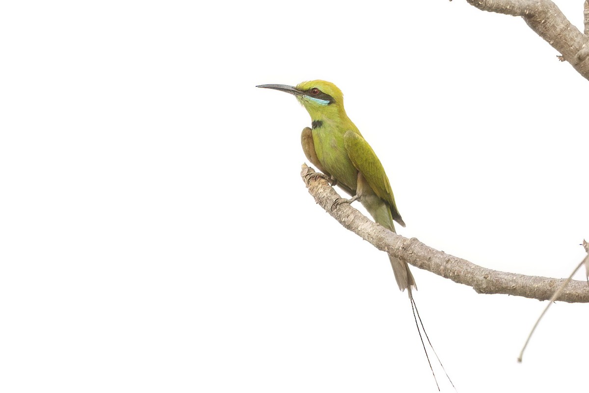 African Green Bee-eater - ML623568913