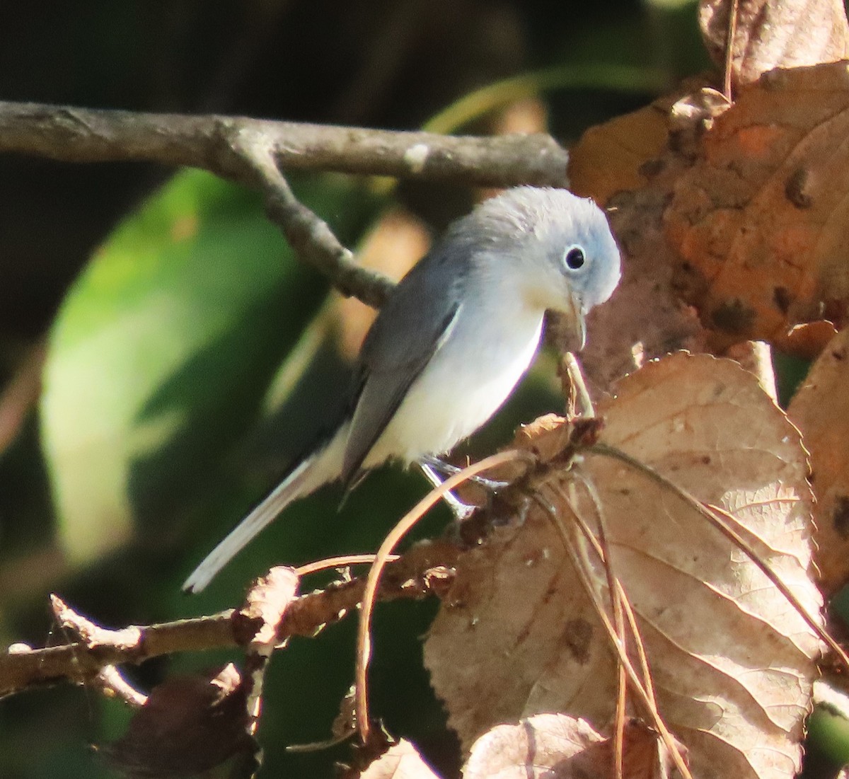 Blue-gray Gnatcatcher - ML623568917