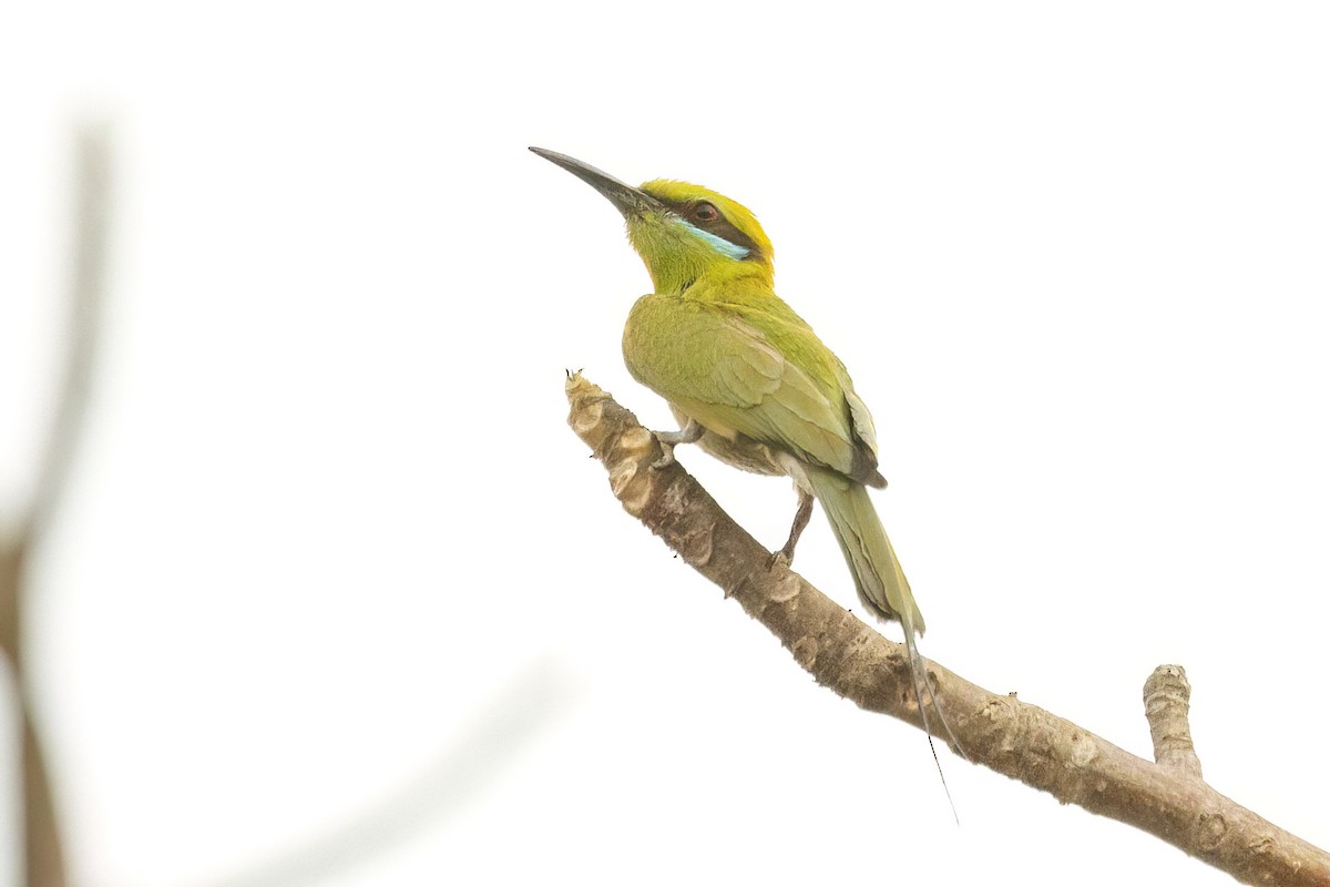 African Green Bee-eater - ML623568922