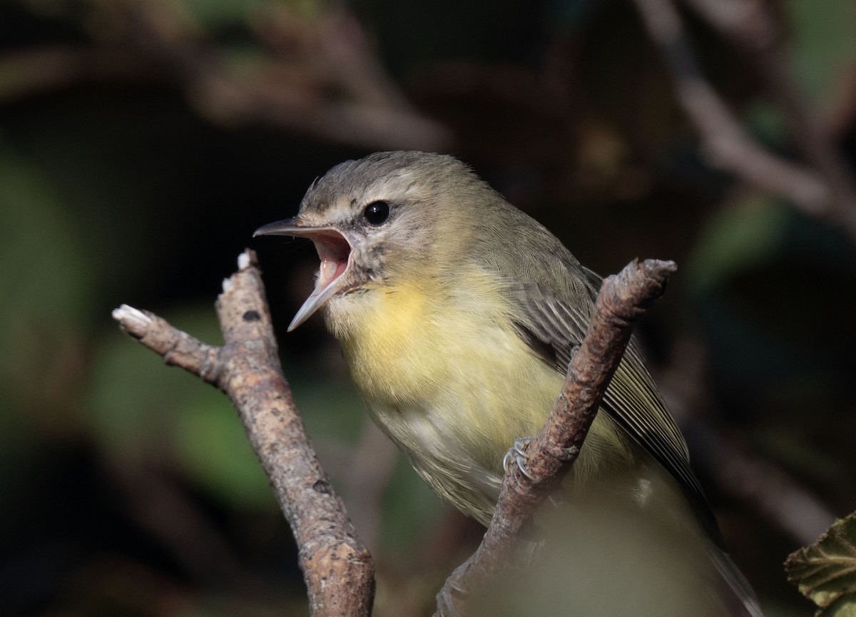 Philadelphia Vireo - ML623568932