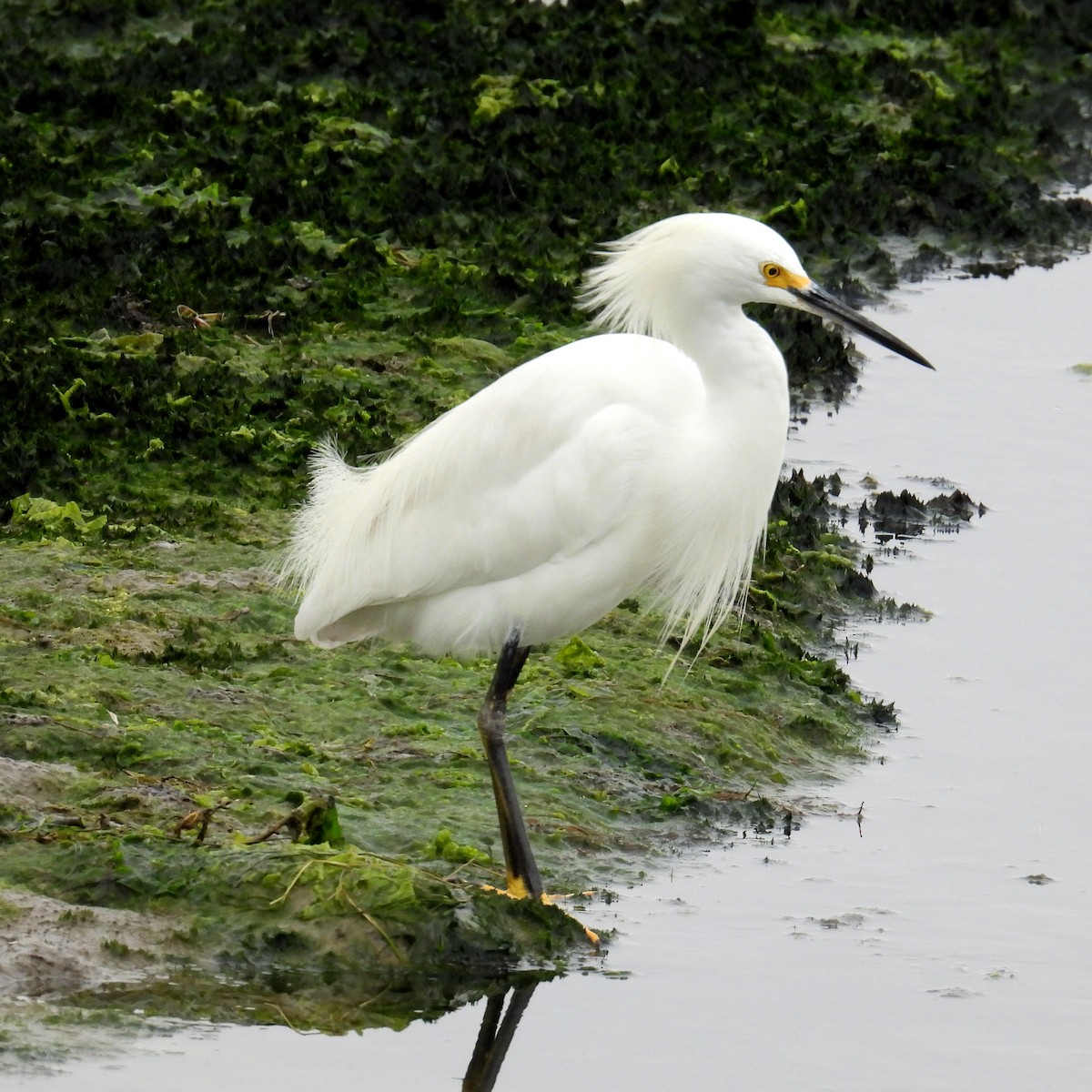 Snowy Egret - ML623568936