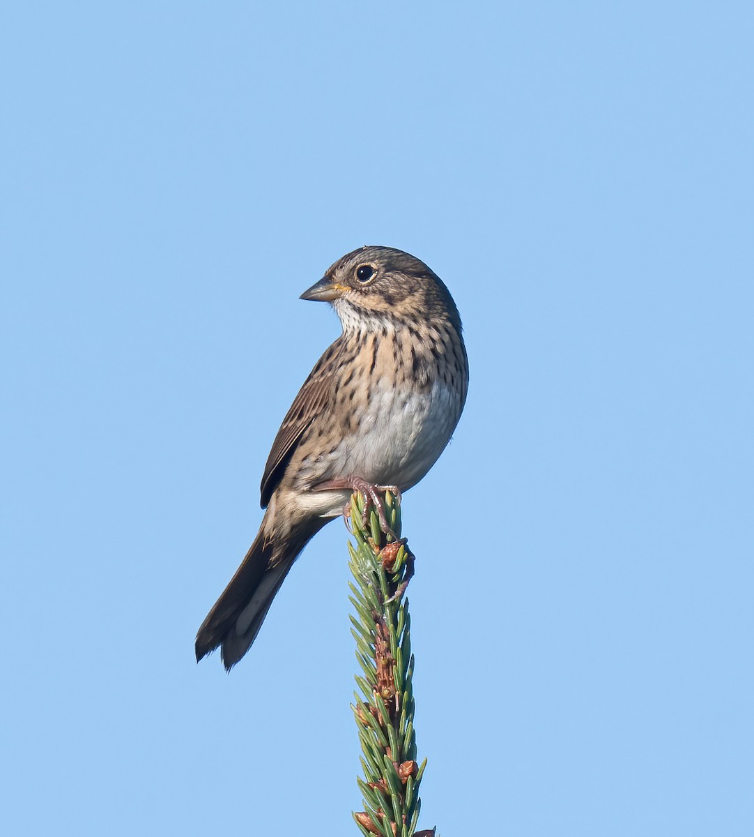 Lincoln's Sparrow - Ronnie d'Entremont