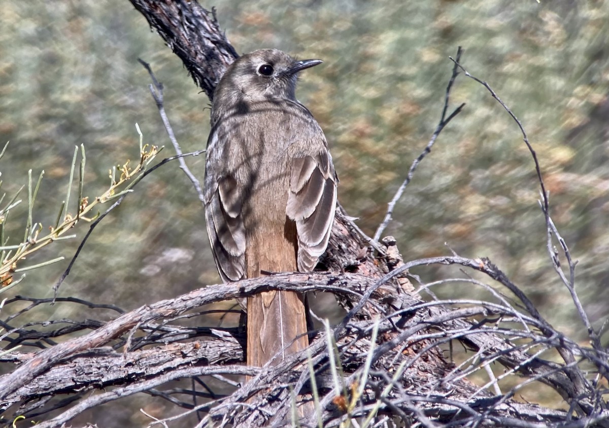 Southern Scrub-Robin - ML623569075