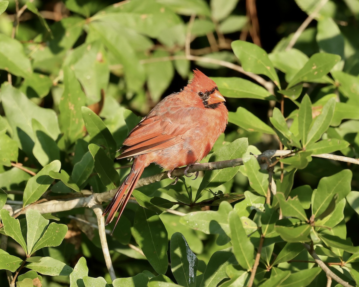 Northern Cardinal - ML623569077