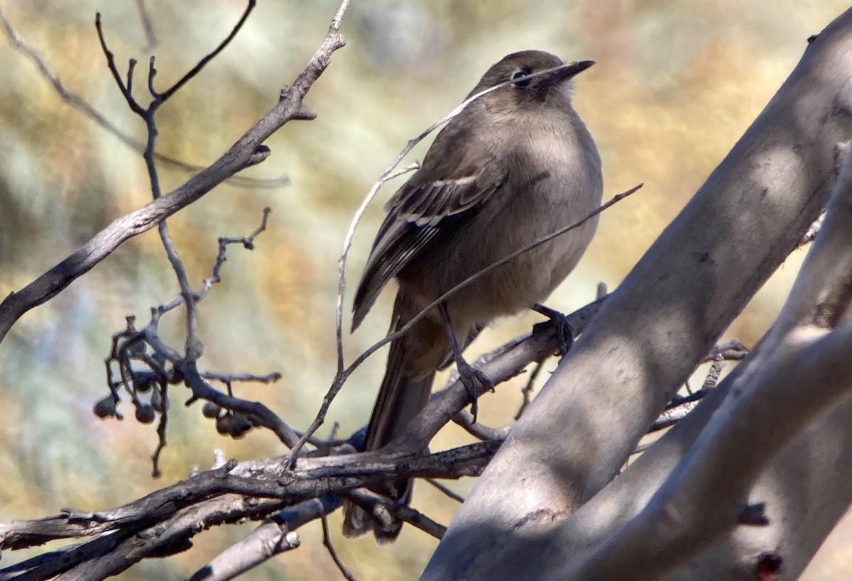 Southern Scrub-Robin - ML623569081