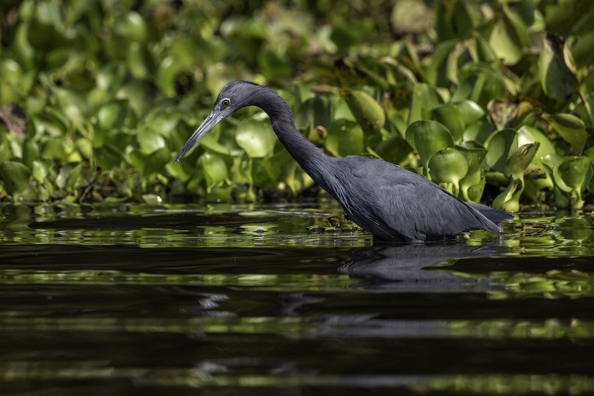 Little Blue Heron - ML623569107