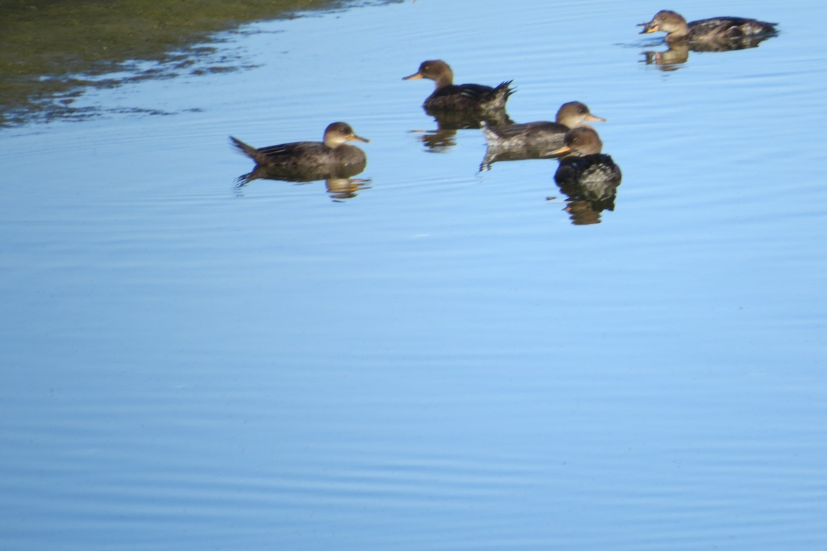 Hooded Merganser - ML623569127