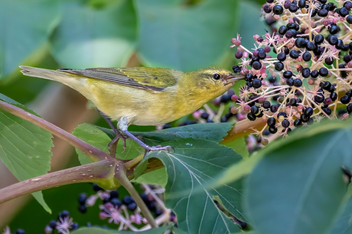 Tennessee Warbler - ML623569170