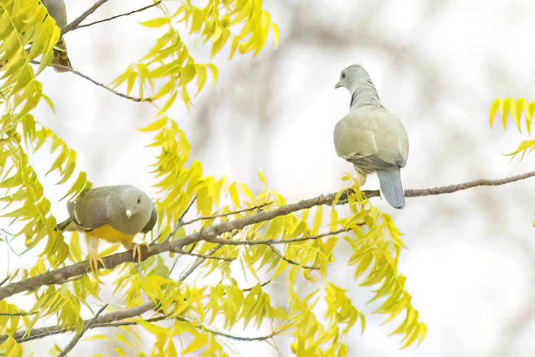 Bruce's Green-Pigeon - ML623569201