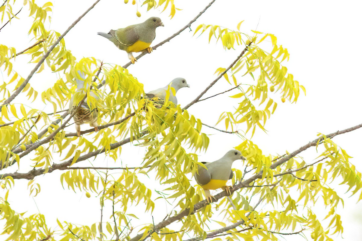 Bruce's Green-Pigeon - ML623569203