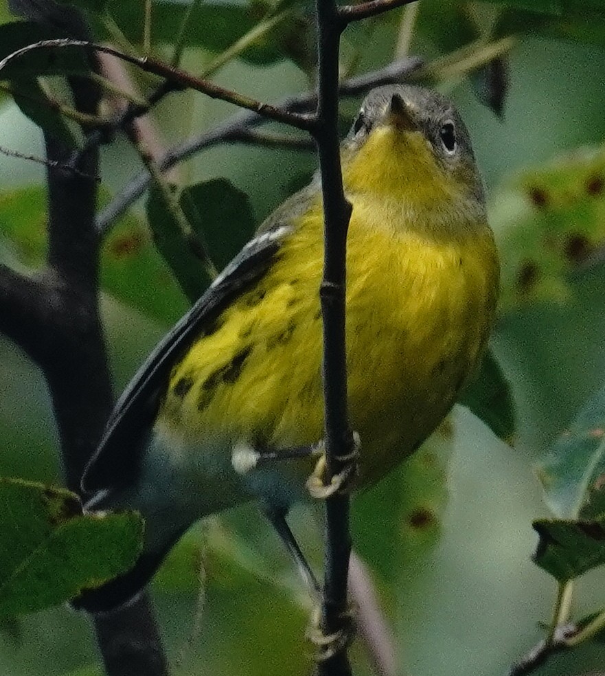 Magnolia Warbler - ML623569247