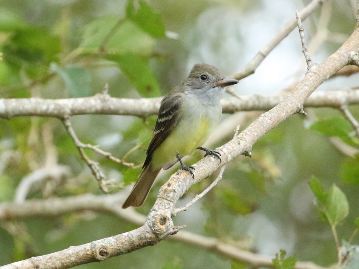 Great Crested Flycatcher - ML623569256