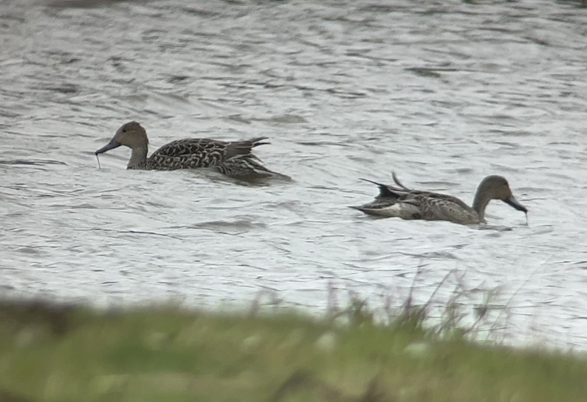 Northern Pintail - ML623569258