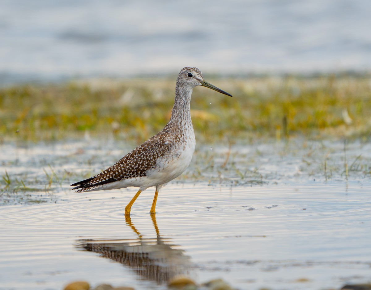 Greater Yellowlegs - ML623569276