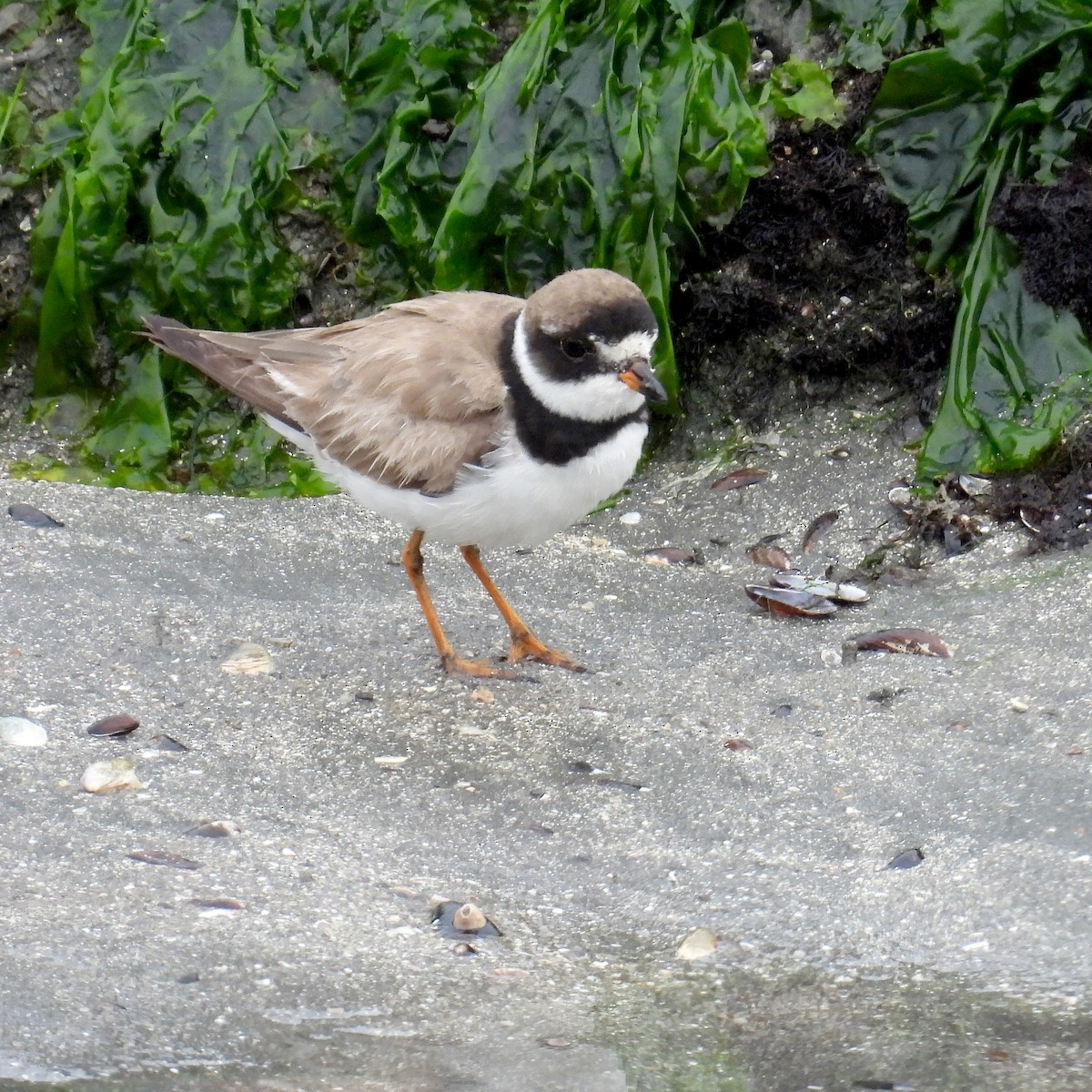 Semipalmated Plover - ML623569290