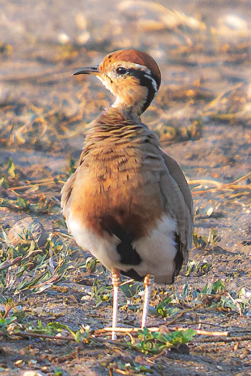 Temminck's Courser - ML623569313