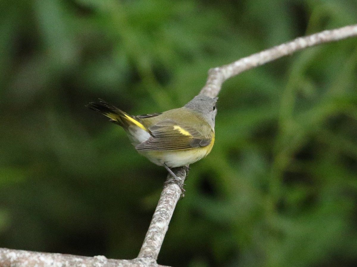 American Redstart - ML623569318