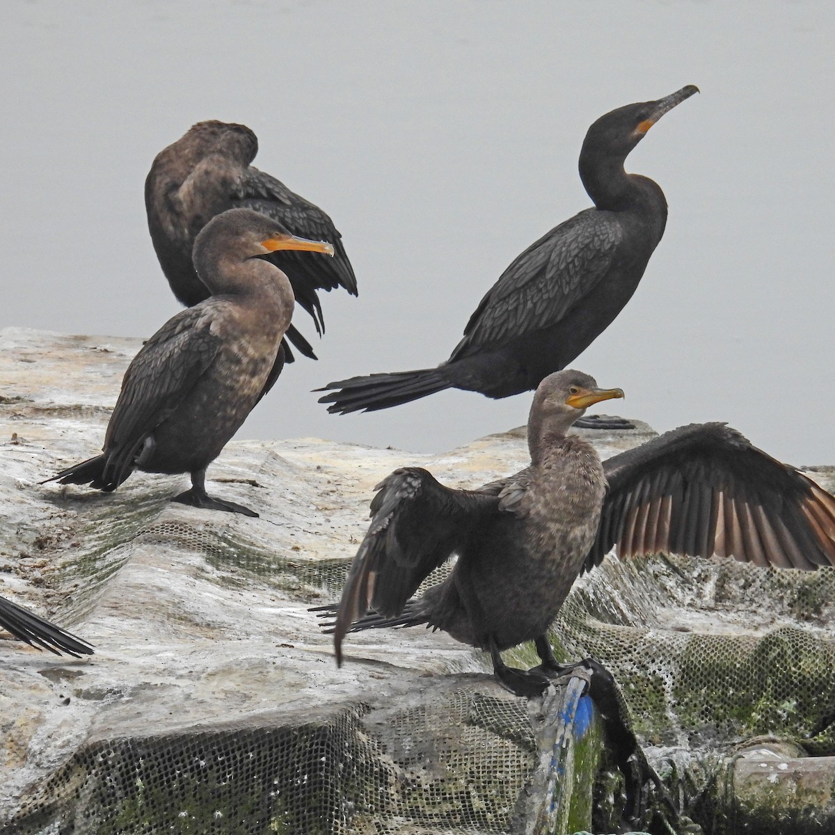 Neotropic Cormorant - ML623569341